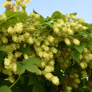 Dried Hops Flowers NZ