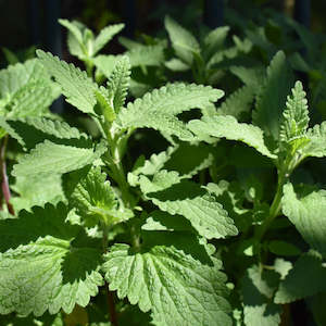 Dried Catnip NZ