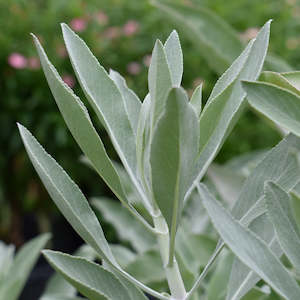 Dried White Sage