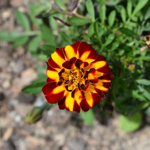 Marigold Seeds