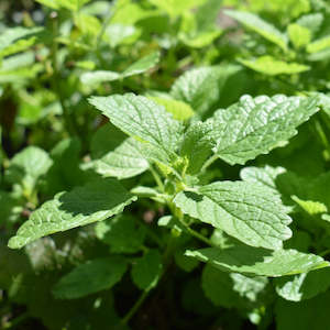 Dried NZ Lemon Balm