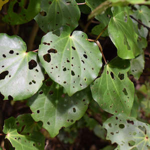 Fresh Kawakawa Leaves