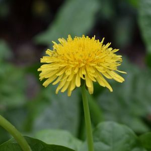 Dried Dandelion Leaves NZ