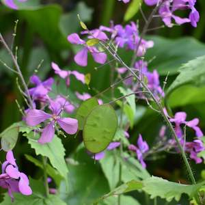 Lunaria - Honesty Seeds | Silver Dollar