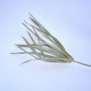 Flowerstems: Umbrella Grass Stems
