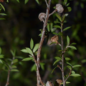 Manuka Leaves