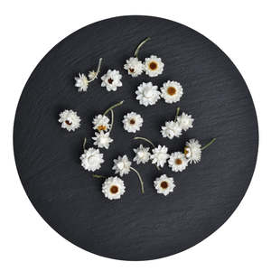 Flowers: Winged Everlasting Flower Heads - Ammobium