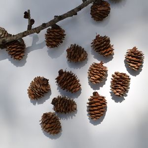 Pods Gourds: Larch Cones