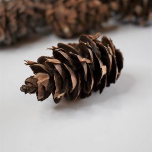 Douglas Fir Cones