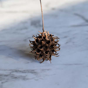 Pods Gourds: Sweet Gum Seed Pods - Natural