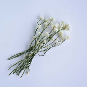 Winged Everalsting Stems - Ammobium