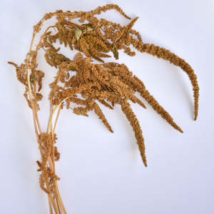 Amaranth Hot Biscuits Stems - Dried