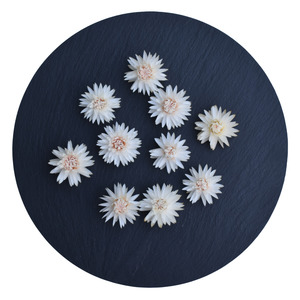 White Strawflowers