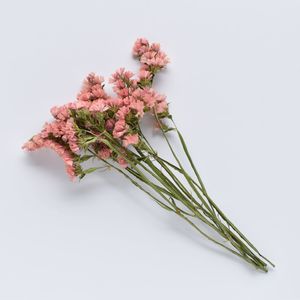 Statice Stems - Apricot