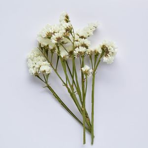 Statice Stems - White