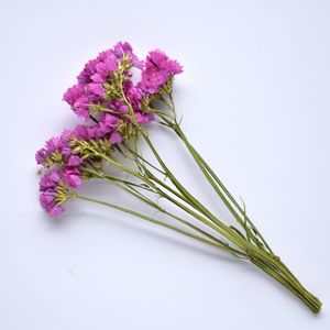Flowerstems: Statice Stems - Pink