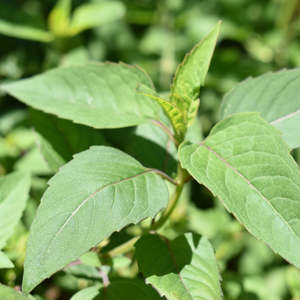 Dried Bergamot - Bee Balm NZ