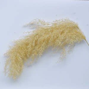 Flowerstems: Dried ToeToe | Toitoi Flower Heads