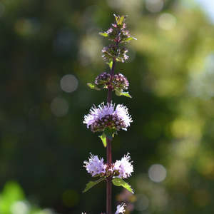 Dried Spearmint NZ