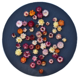 Tiny Strawflowers Mixed Colour