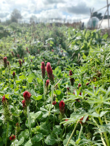 Products: SEEDS - Regenerative - Cover Crop Blend - Soil Conditioner Tomtit Farm