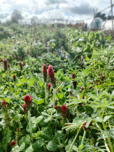 Products: SEEDS - Regenerative - Cover Crop Blend - Soil Conditioner Tomtit Farm