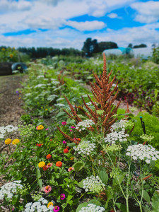 Products: SEEDS - Wildflower - Scatter sow Tomtit Farm
