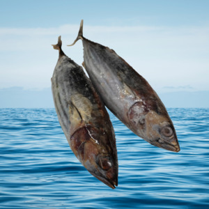 Special Bait: Twin Pack Bonito