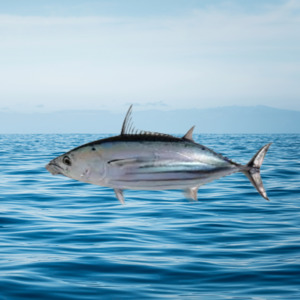 Bonito: Bonito Small