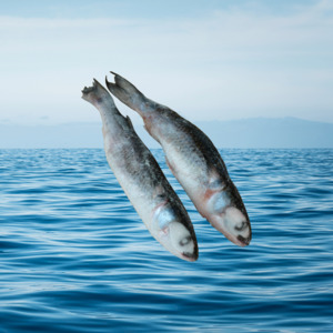 Mullet: Twin Pack Mullet