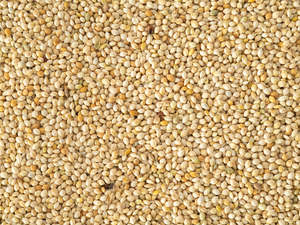 White French Millet