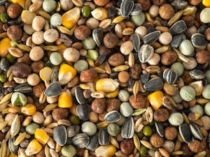 Most Popular: Super Sprout
