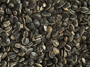 Wild Bird Feed: NZ Sunflower Seed