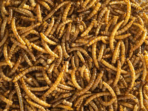 Dried Mealworms