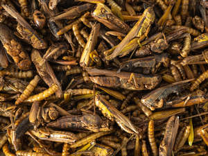 Summer 2025 26: Insect Medley 125gm