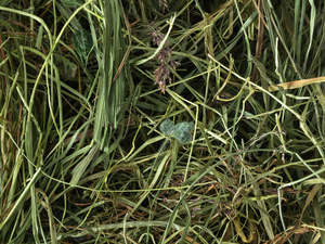Feeding Hay: Meadow Hay