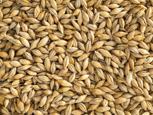 Nz Grown Collection: NZ Barley