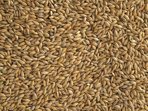 Nz Grown Collection: NZ Canary Seed