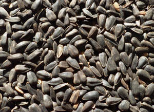 Nz Grown Collection: Black Sunflower Seeds