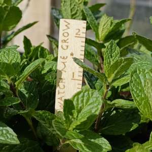 Under 20: Watch Me Grow Plant Labels - 5 Pack 🌱