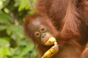 2026 Tours: Indonesia's Forgotten Islands 2026