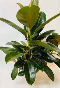 Large Green house plant