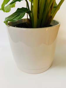 Plants: White Ceramic Pot