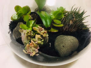 Plants: Succulent Terrarium
