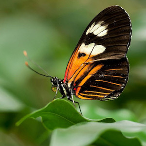 Products: Anxiety Release