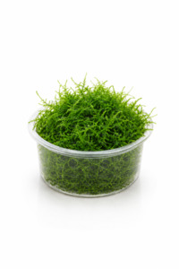 Plants: Taxiphyllum barbieri (Java Moss)