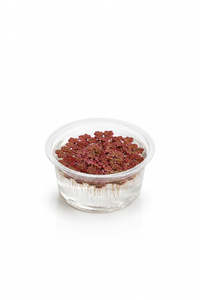 Azolla rubra (Red Azolla)
