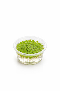 Plants: Lemna minor (Duckweed)