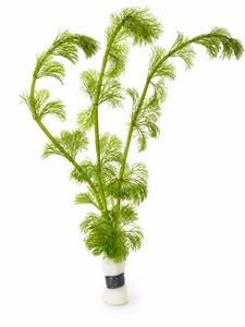 Plants: Limnophila sessiliflora (Ambulia)