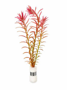 Rotala rotundifolia